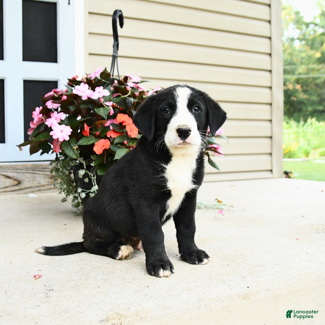 Dog Mix Lab Bernese Mix Puppies Bernese X Labrador Clearance