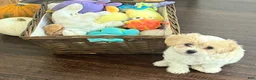 Maltipoo dogs for sale: Luca  - Ad 4