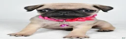 Pug dogs for sale: Angie - Ad 8