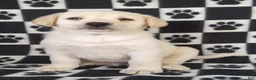 Labrador Retriever dogs for sale: Cloe - Ad 3