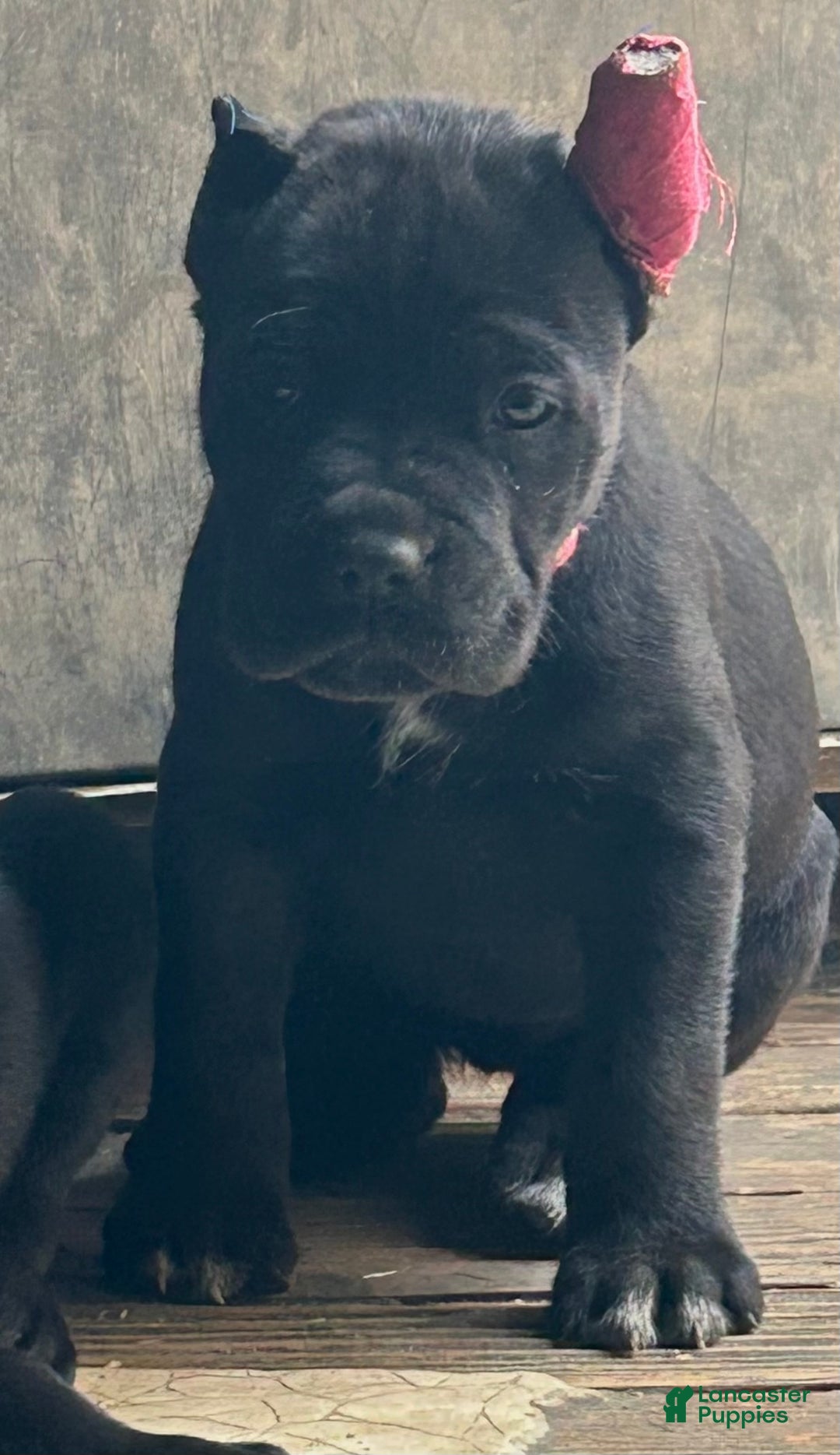 Cane Corso dogs for sale: Eliza  - Ad 2