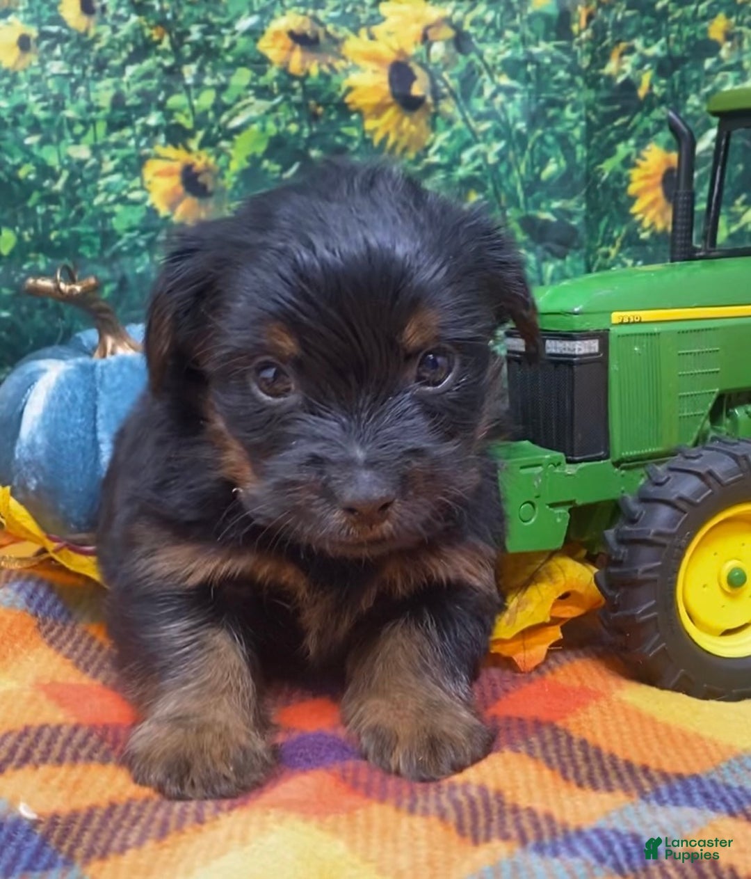 Shorkie dogs for sale: Loki  - Ad 3