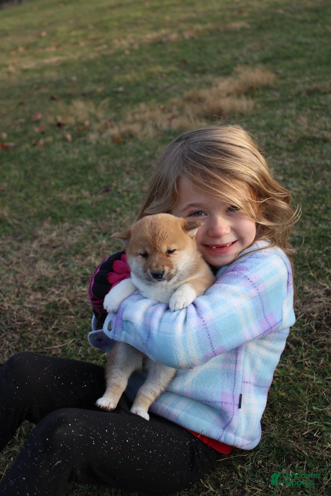 Shiba Inu dogs for sale: Tinsel - Ad 1