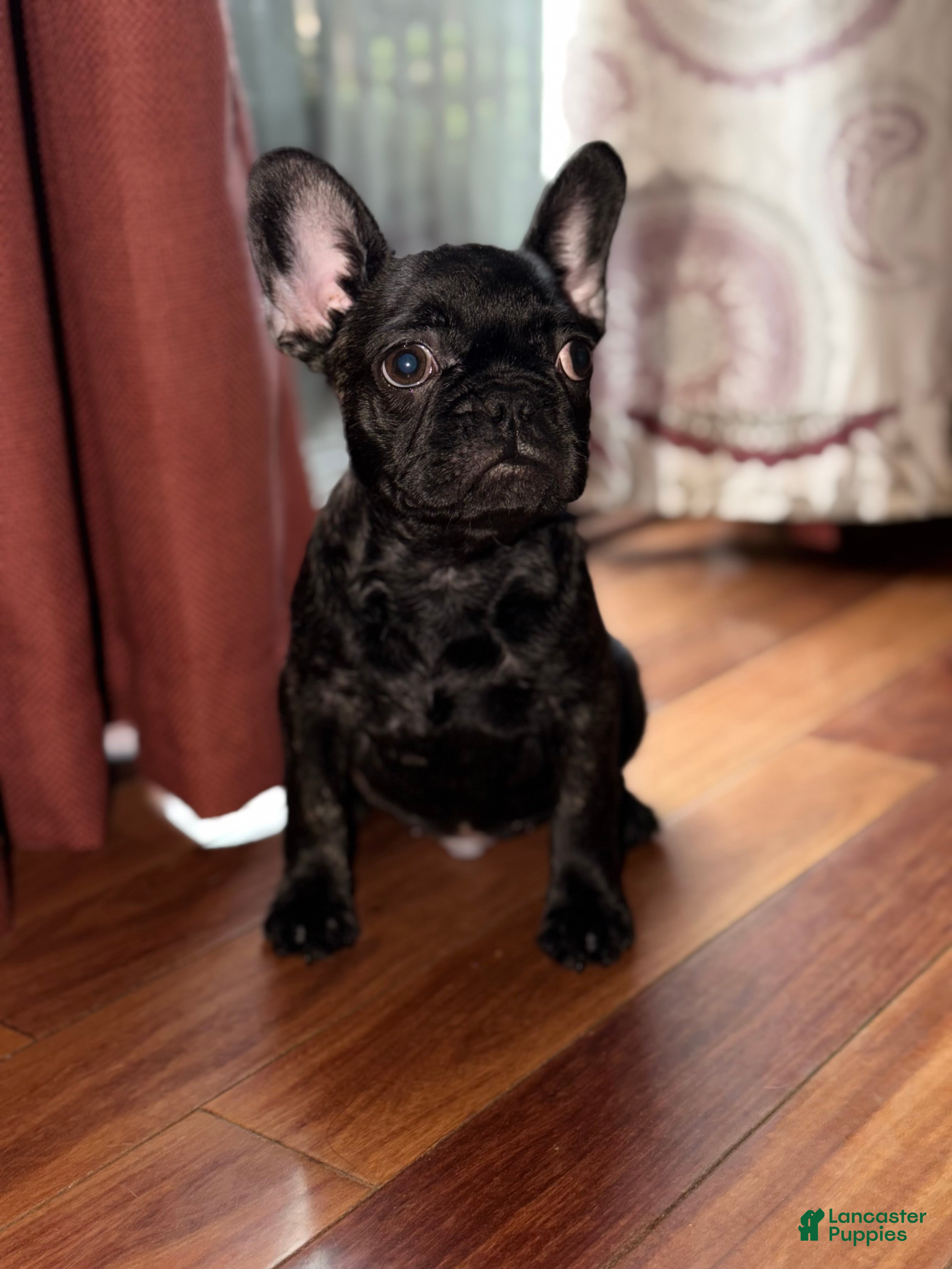 French Bulldog dogs Major - Ad 1