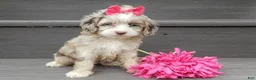 Cockapoo dogs for sale: Jane - Ad 7