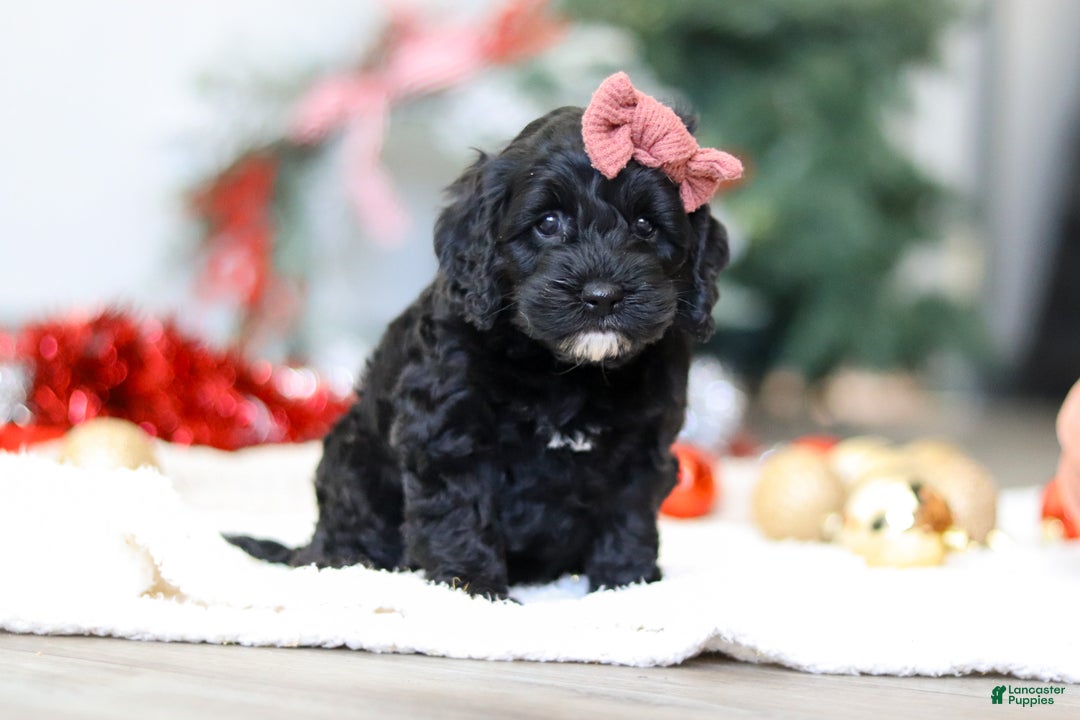 Cockapoo dogs for sale: Bailey - Ad 2