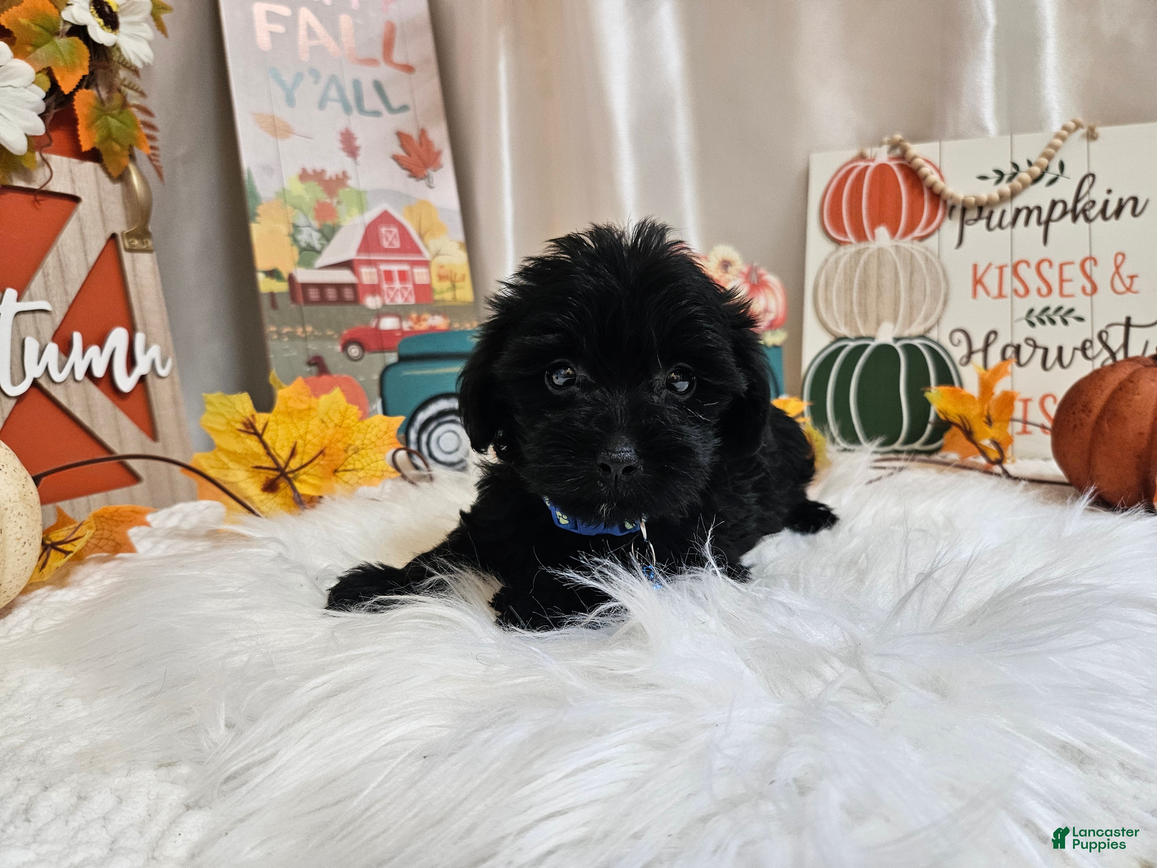 Yorkiepoo dogs Ace J. - Ad 26