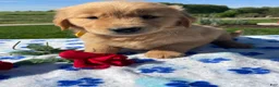 Golden Retriever dogs for sale: Callie - Ad 3
