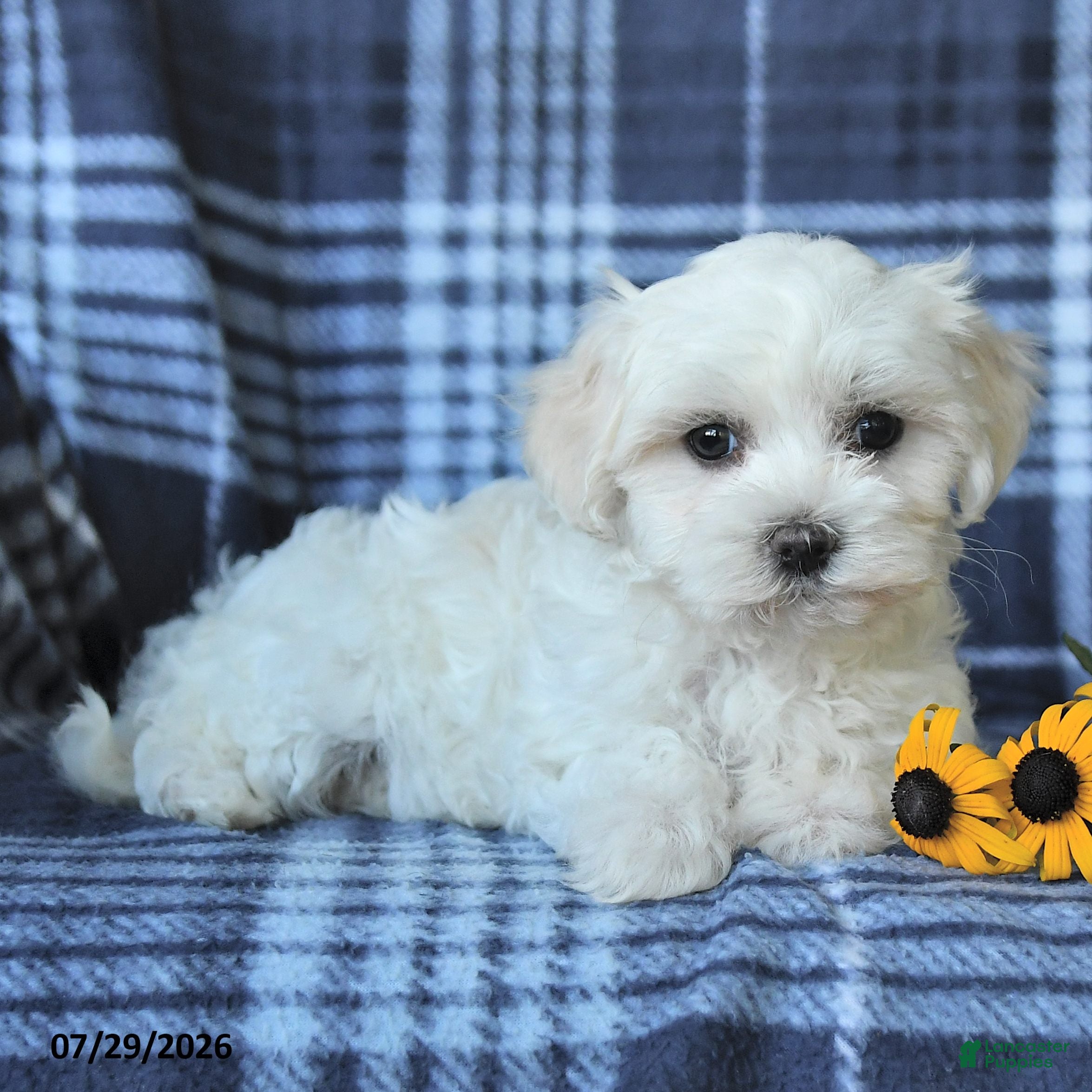 Maltese dogs Dora - Ad 2