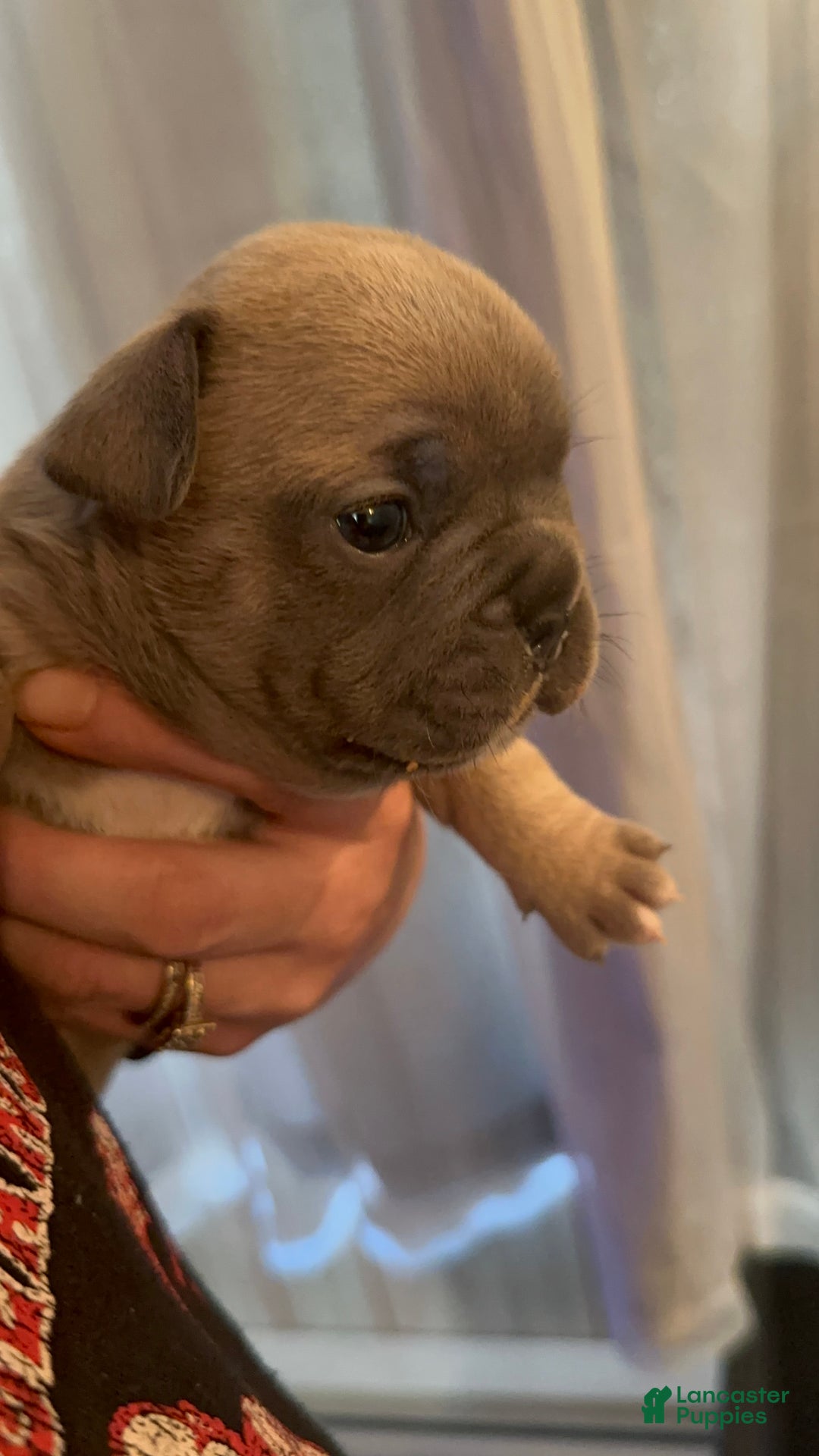 French Bulldog dogs for sale: Hugo - Ad 9