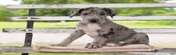 Great Dane dogs for sale: Gus - Ad 4