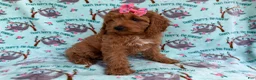 Cavapoo dogs for sale: Blaire - Ad 6