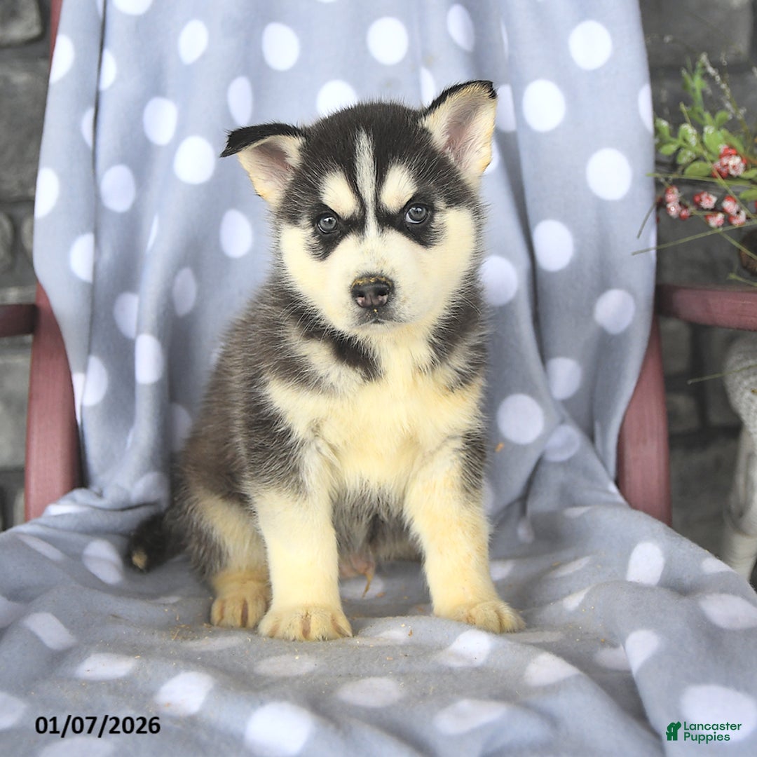 Siberian Husky dogs for sale: Blaze - Ad 3