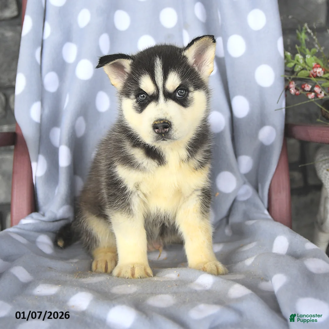 Siberian Husky dogs for sale: Blaze - Ad 3