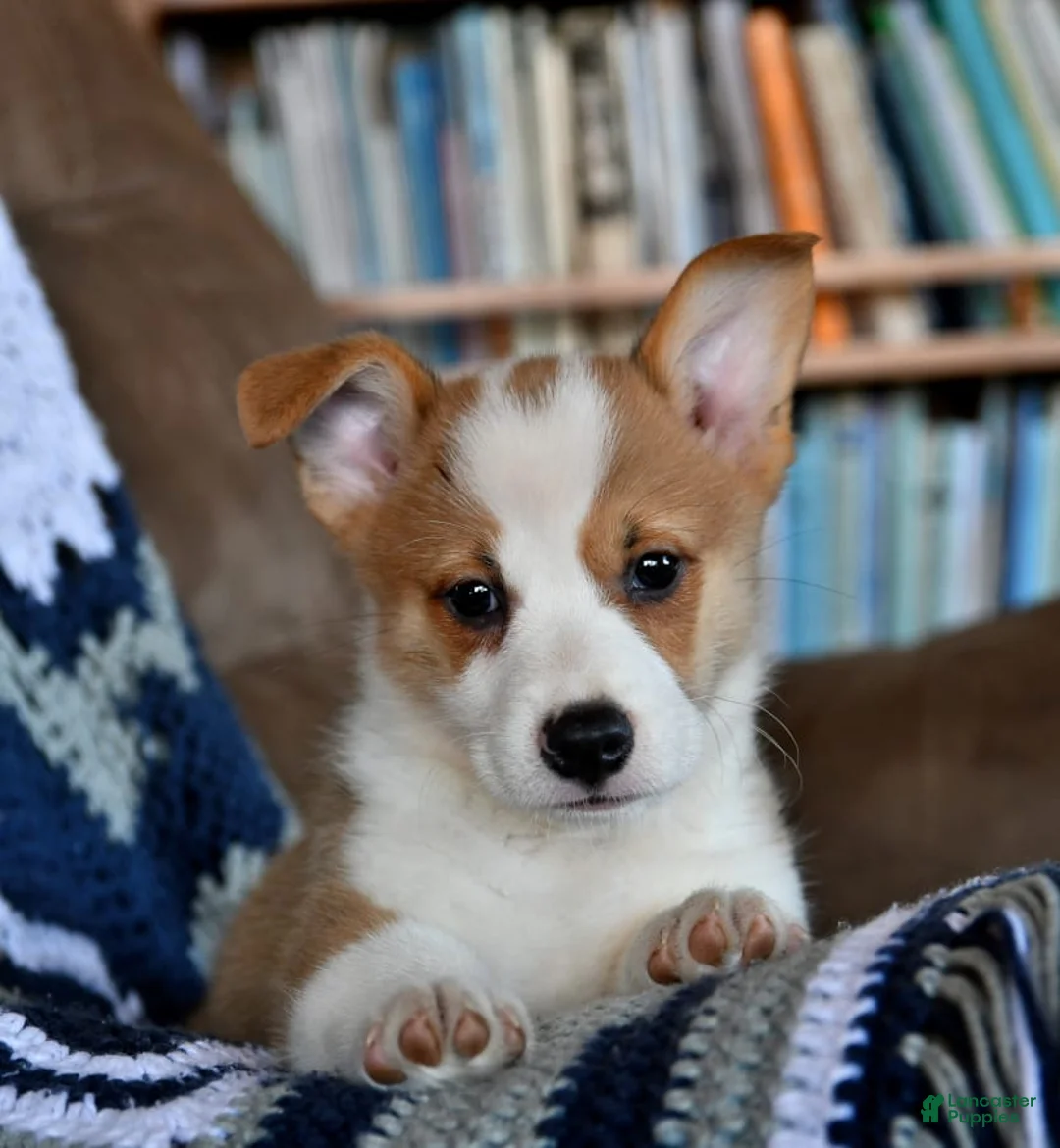 Gallery Image {{count}}