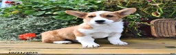 Welsh Corgi Pembroke dogs for sale: Nugget - Ad 6