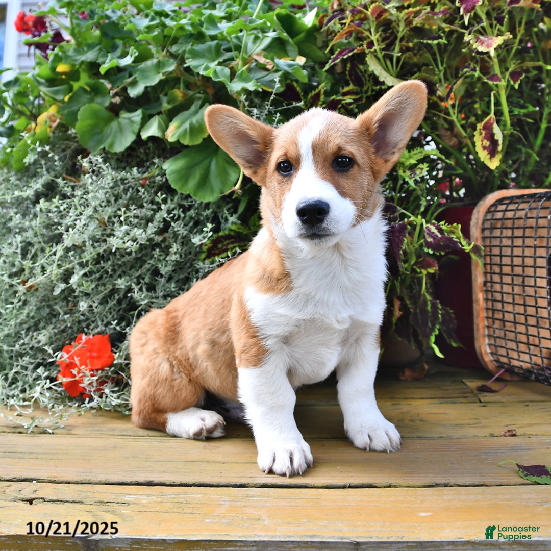 Welsh Corgi Pembroke dogs for sale: Nugget - Ad 6