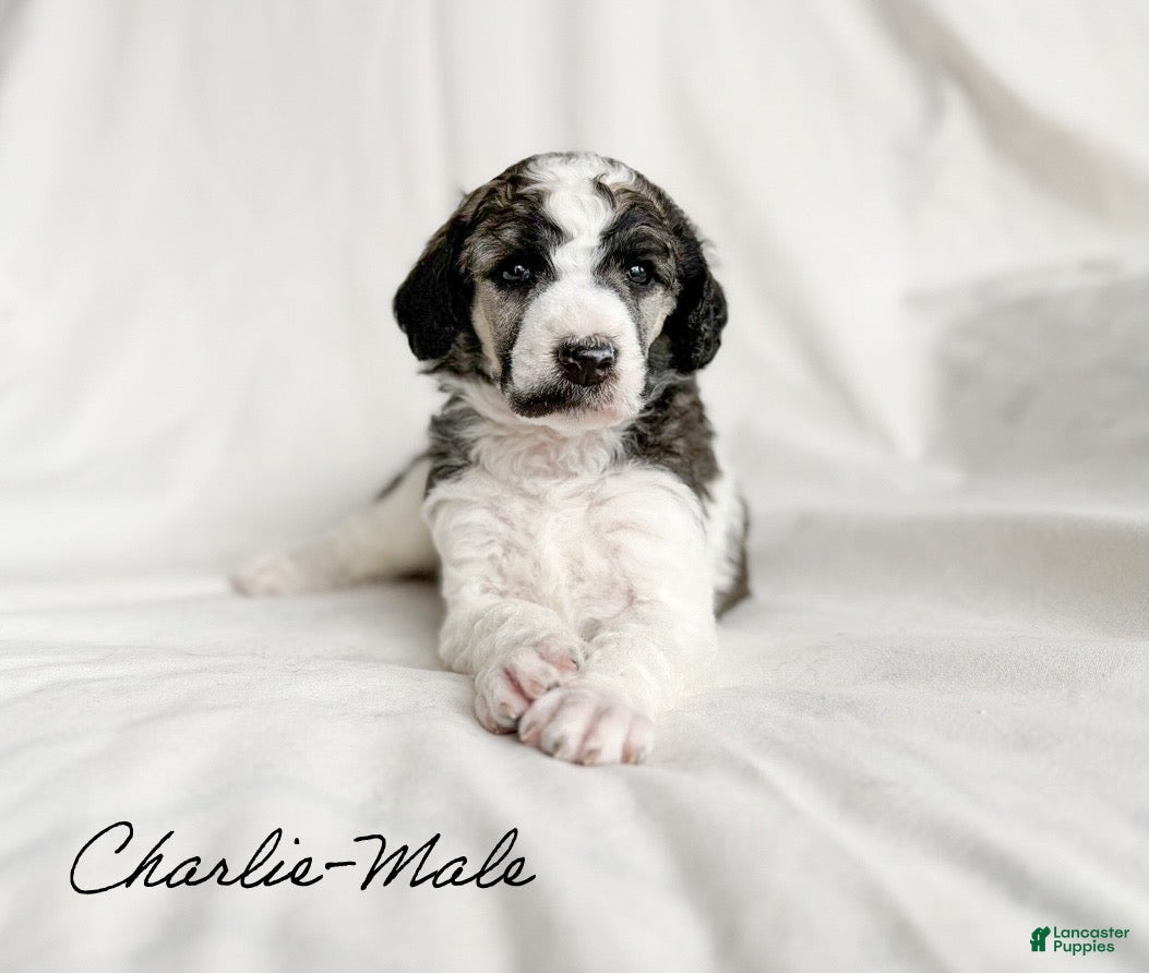 Standard Poodle dogs Charlie - Ad 30