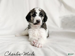 Standard Poodle dogs Charlie - Ad 1