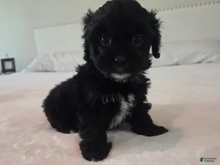 Shorkie dogs Bella - Ad 15