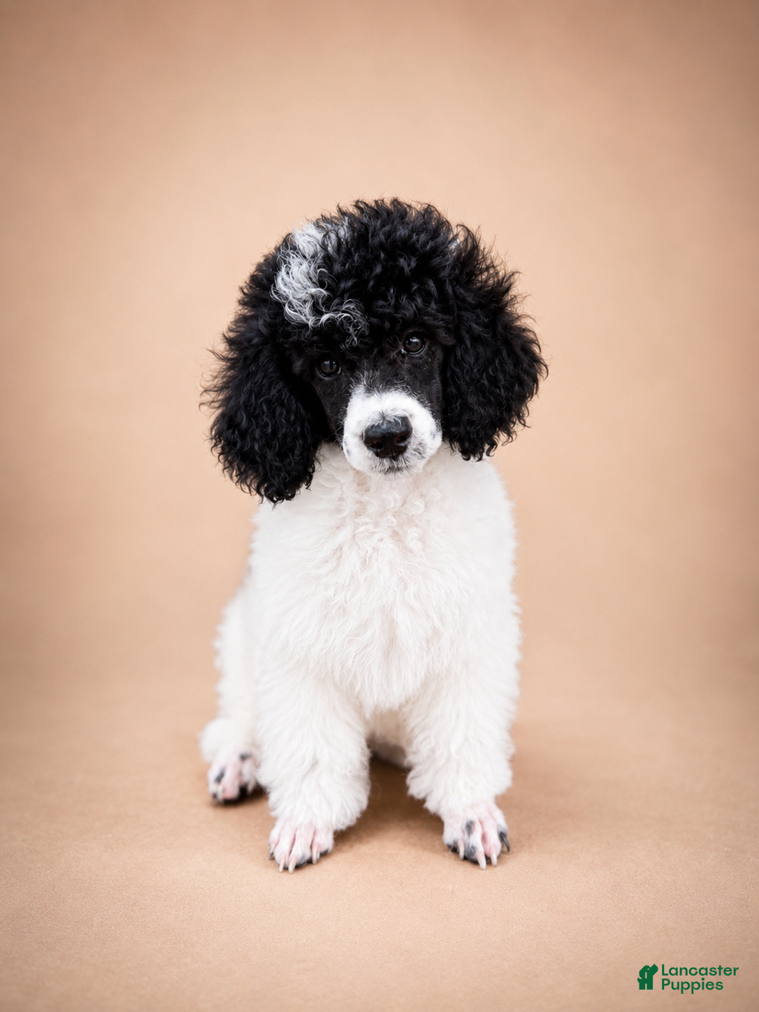 Miniature Poodle dogs Meadow - Ad 2