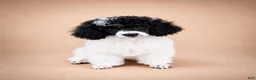 Miniature Poodle dogs for sale: Meadow - Ad 4
