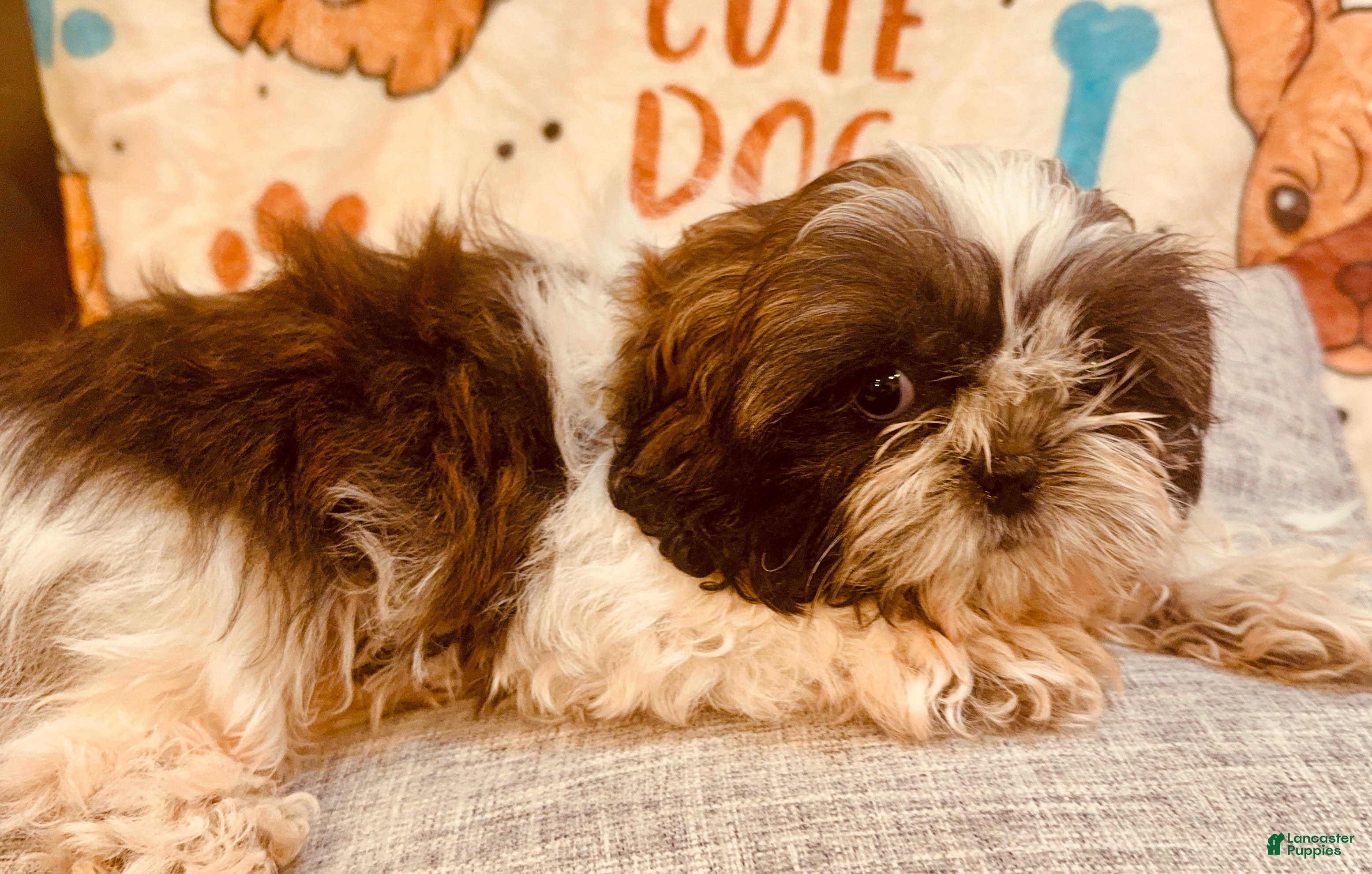 Shih Tzu dogs Shay - Ad 1