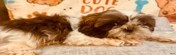 Shih Tzu dogs for sale: Shay - Ad 1