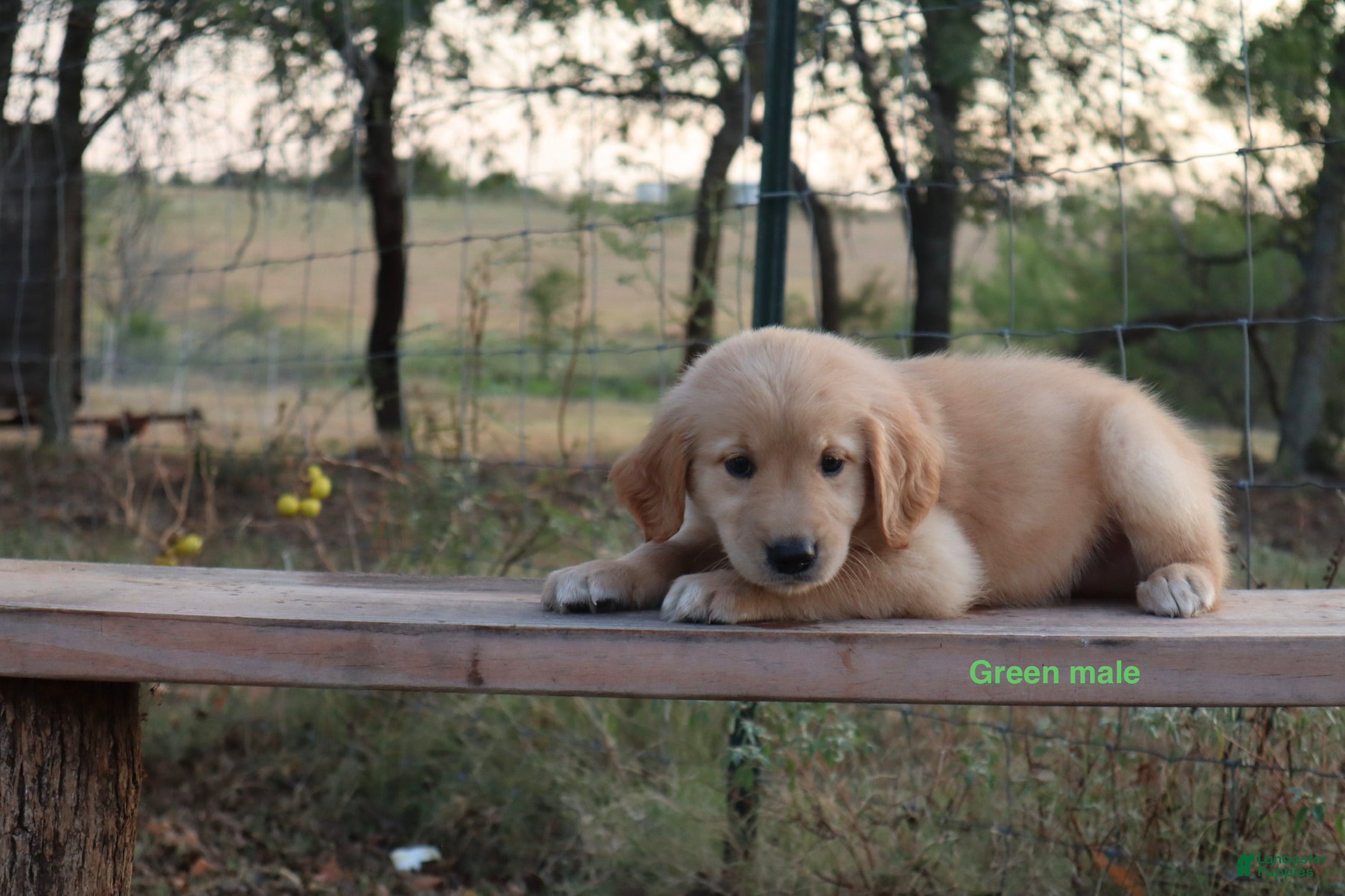 Golden Retriever dogs Les - Ad 2