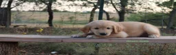Golden Retriever dogs for sale: Les - Ad 2