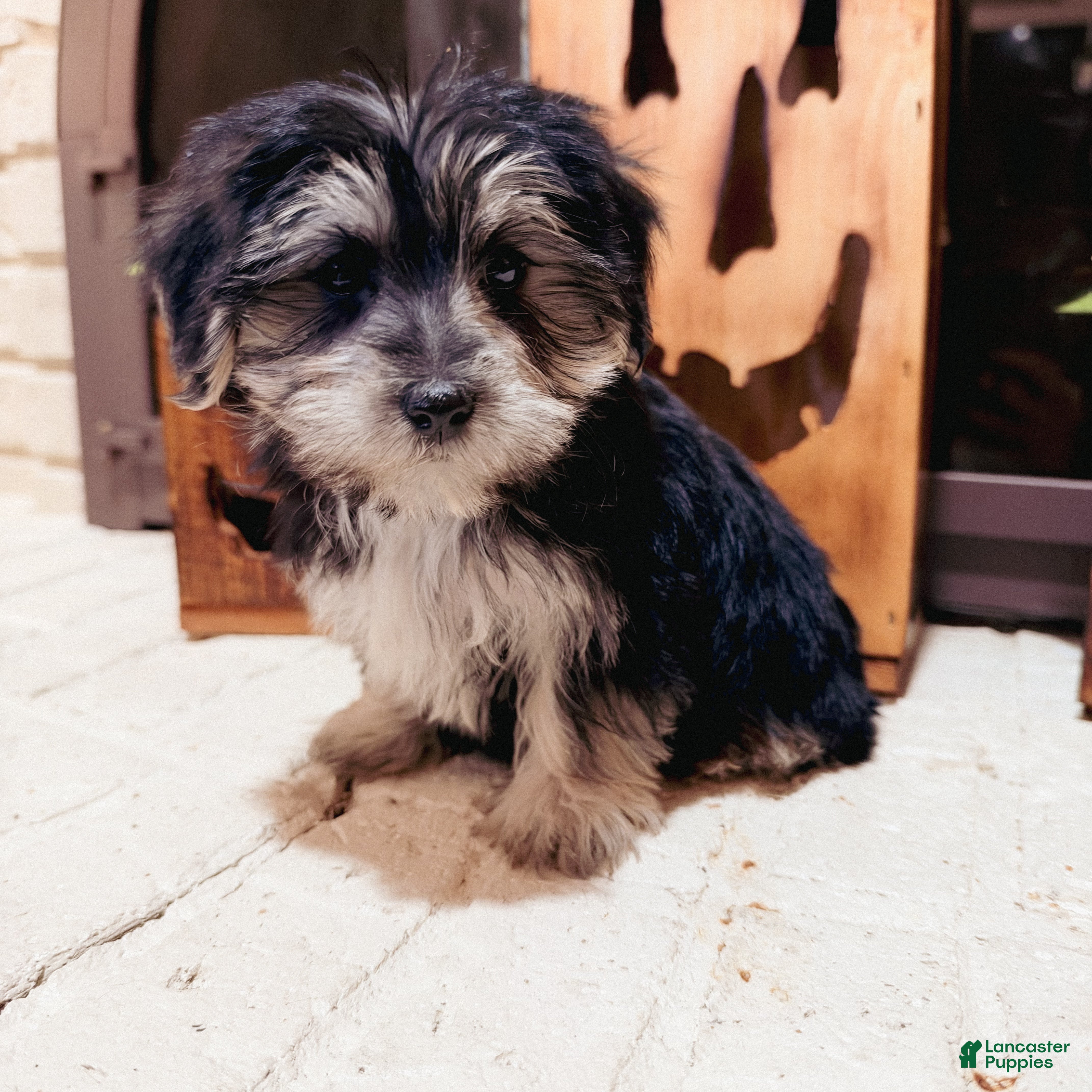 Morkie dogs Bridgette  - Ad 13
