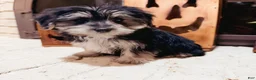 Morkie dogs for sale: Bridgette  - Ad 1