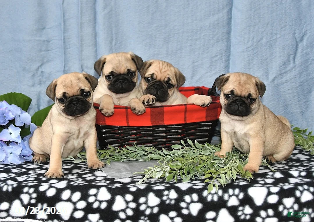 Pug dogs for sale: Cassie - Ad 5