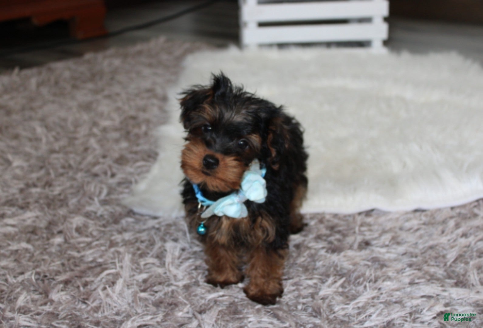 Yorkiepoo dogs Enzo - Ad 1
