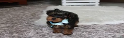 Yorkiepoo dogs for sale: Enzo - Ad 16