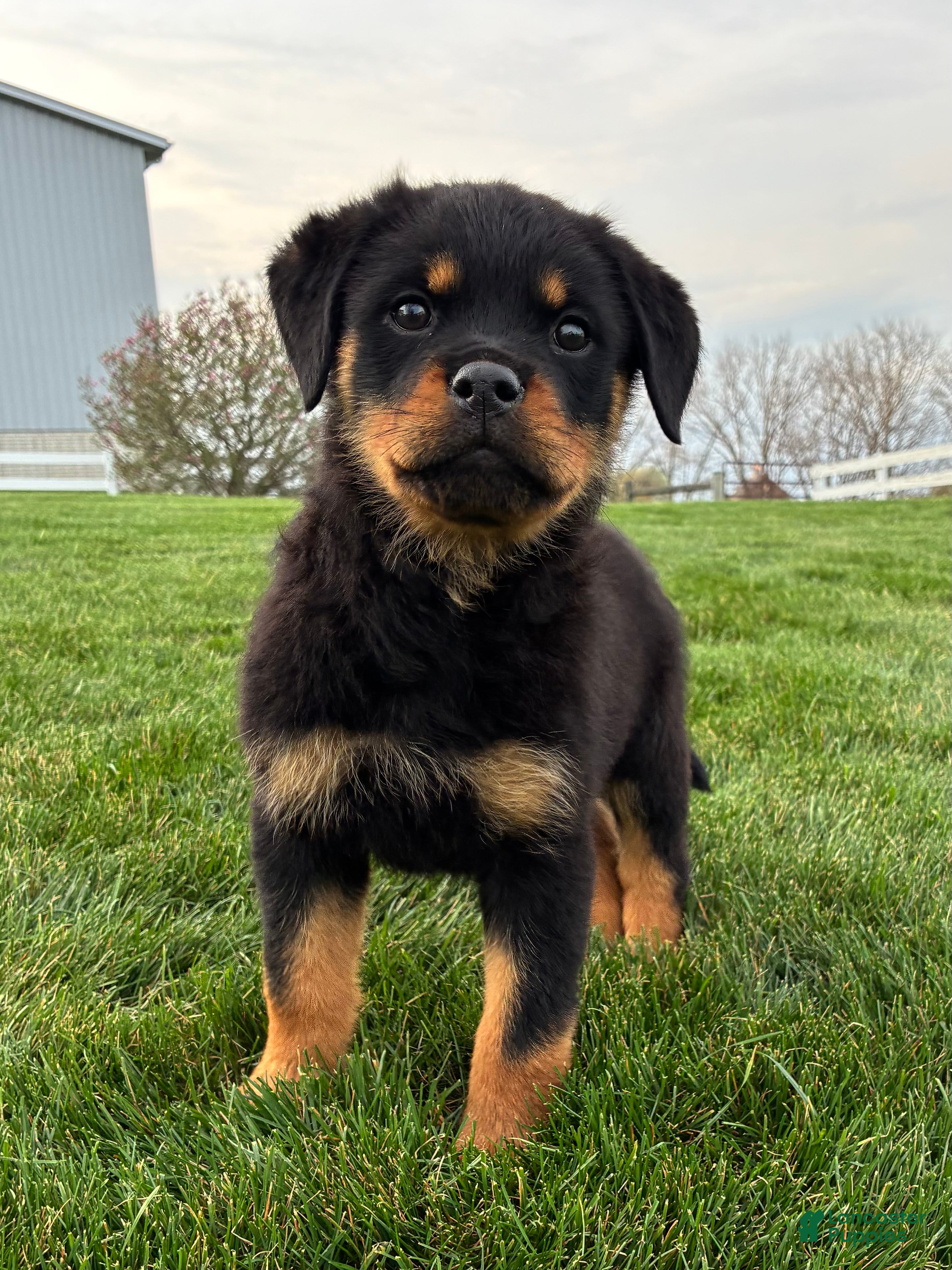 Rottweiler dogs Brianna - Ad 1