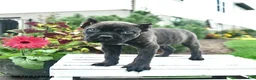 Cane Corso dogs for sale: Duke  - Ad 3