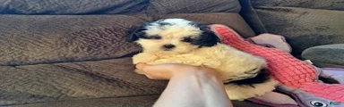 Rixy