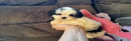 Teddy Bear dogs for sale: Rixy - Ad 2