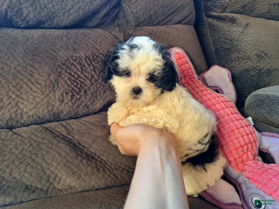 Teddy Bear dogs for sale: Rixy - Ad 2