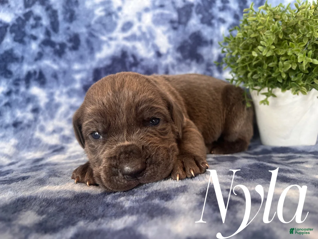 Cane Corso dogs for sale: Nikki - Ad 12