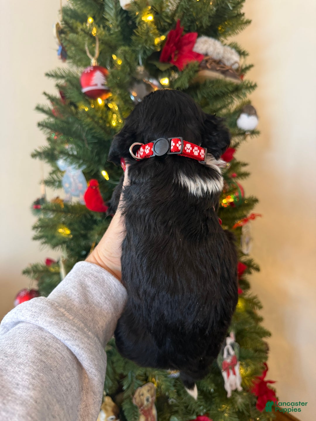 Mixed Breed dogs for sale: Felix - Ad 4