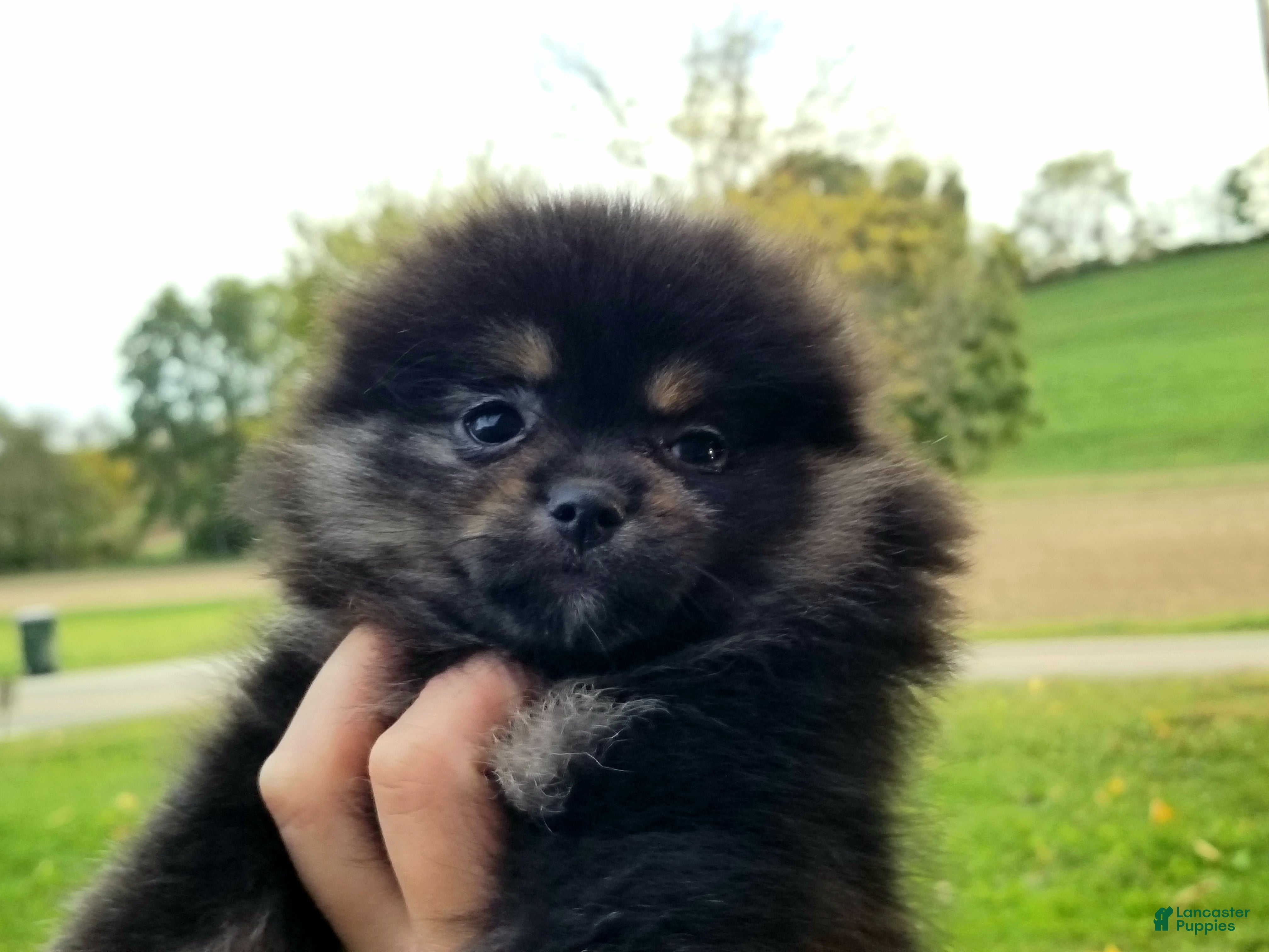 Pomeranian dogs Mickey - Ad 2