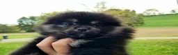 Pomeranian dogs for sale: Mickey - Ad 2
