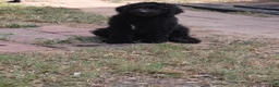 Standard Poodle dogs for sale: Standard Poodle 2 - Ad 2