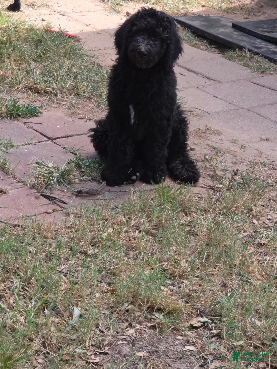 Standard Poodle dogs for sale: Standard Poodle 2 - Ad 2
