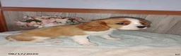 Cavalier King Charles Spaniel dogs for sale: Charlie - Ad 4