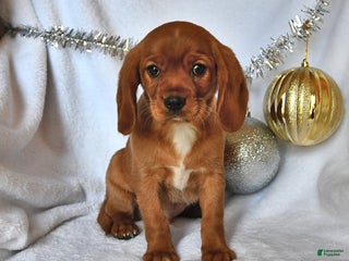 Beaglier dogs - Ad 2