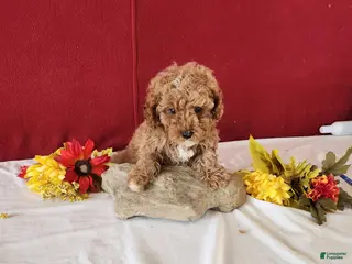 Cavapoo dogs Tribute - Ad 28