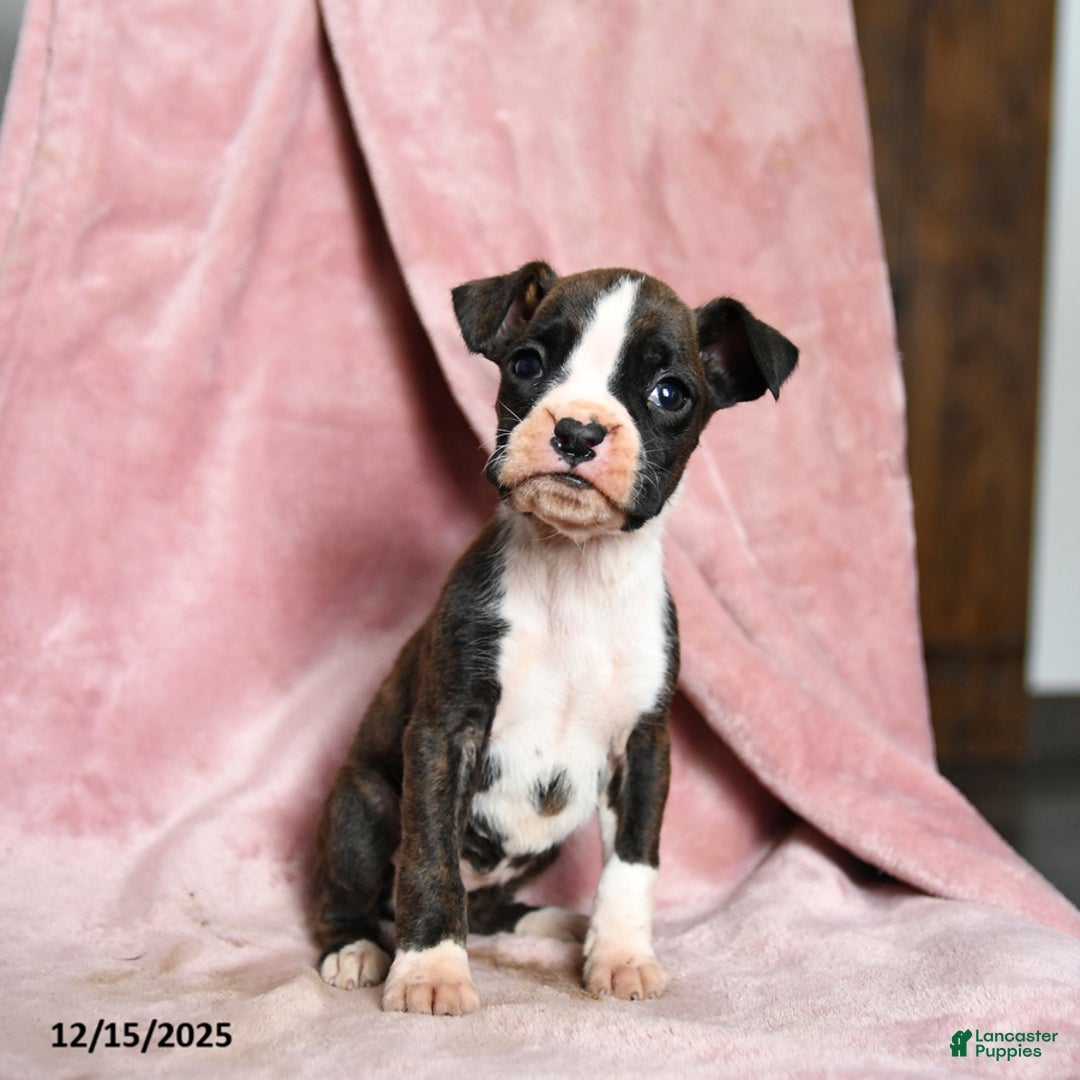 Boxer dogs for sale: Lassie - Ad 4